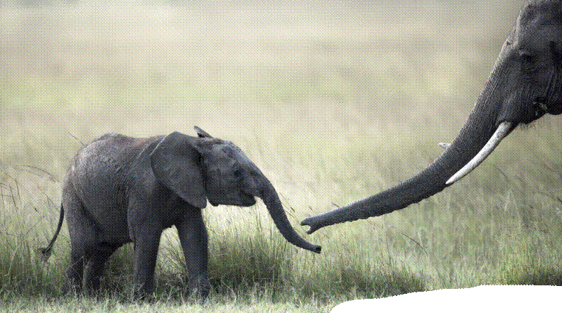 Baby elephant touching trunks with adult elephant