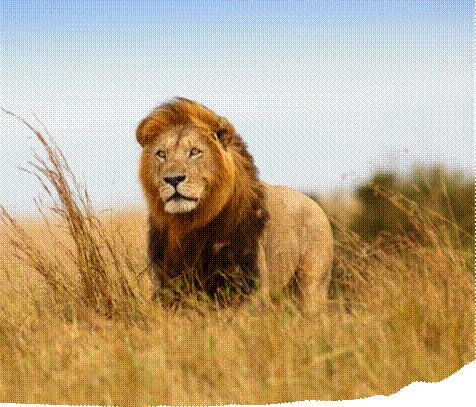 Majestic lion in golden grass